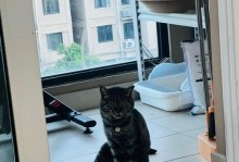 小猫后半身走路老是歪倒的原因及解决方法