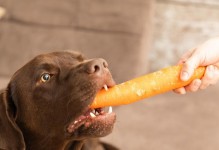 狗狗的饮食禁忌与健康食品（宠物狗的健康生活重要性与必须避免的食品）