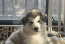 阿拉斯加幼犬饮食指南（如何科学喂养你的阿拉斯加幼犬）