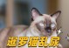 睡眠失禁的原因及解决方法（为什么会在睡觉时失禁？如何避免睡眠失禁？）