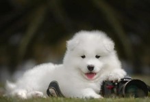以萨摩耶犬训练的食物奖励法（打造听话乖巧的萨摩耶犬，食物奖励法是关键）