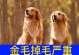 金毛犬的交配周期及注意事项（金毛犬交配频率、交配时机与保健措施详解）