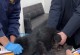 狗狗之间的连结遭到打断（失去连接的犬群关系）