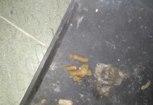狗屎为何会有虫子寄生？（探究狗屎中虫子寄生的原因与防治方法）