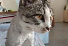 波斯猫毛剃了多久能长出来？（探究波斯猫毛剃后再生周期及影响因素）