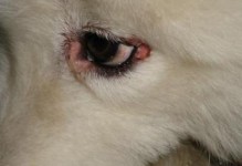 保护宠物健康的几种方法和处理犬瘟的措施（保护宠物健康的几种方法和处理犬瘟的措施）