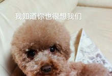 泰迪为什么老叫（探索泰迪狗的叫声原因及特点）