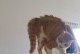 猫为什么会炸毛一样跑来跑去？（揭开猫咪奇怪行为的原因与解释）