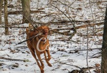 波音达犬掉毛问题解决方法（宠物爱好者必看，让你的爱犬摆脱掉毛困扰！）