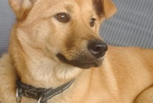 带狗狗出去溜的注意事项（狗狗适合外出的年龄和注意事项）