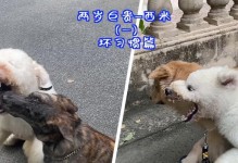 遛狗时狗狗为什么喜欢吃地上的沙粒？（探究狗狗对沙粒的食欲，揭示背后的原因）