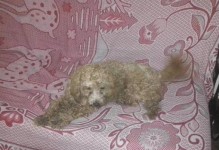 如何为发烫的狗狗选择合适的药物（了解狗狗发烫的原因及正确喂药方法）