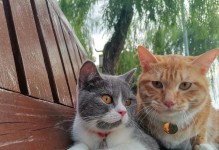 与猫为伴，宠爱不误，细节在于关注（和猫相处的注意事项及技巧）