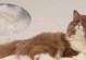 猫咪换毛（猫毛换毛的周期、常见问题与解决方案）