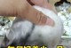 选择养仓鼠的原因（了解仓鼠的可爱与乐趣）