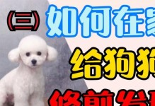 为何泰迪不愿意吹毛？（探寻泰迪对吹毛行为的厌恶原因）