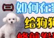 为何泰迪不愿意吹毛？（探寻泰迪对吹毛行为的厌恶原因）