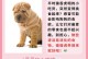 狗狗流鼻血（狗狗流鼻血）