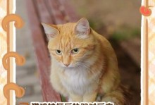 猫咪生产时的常见症状（探索猫咪分娩前后的身体变化与行为特征）