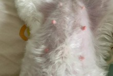 怀孕的狗狗该如何大补？（关爱宠物，健康怀孕）