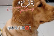 金毛脱毛多久？解决你对金毛掉毛问题的困惑（金毛脱毛周期、脱毛原因、预防与处理）