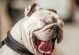 最温柔的犬——金毛寻回犬（温顺、友好、忠诚——金毛寻回犬的独特魅力）