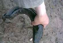 铁嘴鱼的饲养技巧（打造健康活泼的宠物——详解铁嘴鱼的饲养方法）