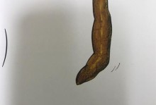 幼犬为何喜欢在饭前拉便便（揭秘幼犬行为背后的原因）