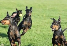 迷你杜宾犬不听话，如何训练（宠物行为问题，迷你杜宾犬不服从指令的原因与解决方法）