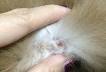 治疗泰迪疥螨的有效药物选择（以泰迪得了疥螨用什么药？药物治疗方案一览）
