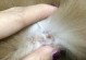 治疗泰迪疥螨的有效药物选择（以泰迪得了疥螨用什么药？药物治疗方案一览）