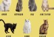 猫的最大缺点是什么？（探寻猫咪的不足之处及改善方法）