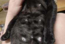 猫嘴巴上的黑色东西——猫咪的胡须（探寻猫咪胡须的奥秘）