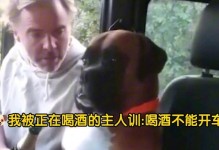 如何正确训练你的狗（关注训狗注意事项，打造听话宠物）