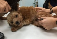 犬心丝虫治疗药物全方位解析（以Ivermectin为例，深入解析心丝虫的治疗方式）