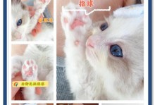 猫的肉垫之谜（探究猫肉垫颜色背后的奥秘）