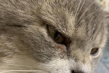 猫咪也会哭吗？揭秘猫咪流眼泪的8种情况（探索猫咪为何在这些情况下流眼泪，）
