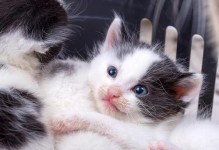 小猫抽搐，让宠物主人措手不及！（小猫全身抽搐是怎么回事？如何应对？）