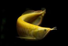 黑色底砂与适合的鱼类相得益彰（打造深邃水族箱世界，黑色底砂搭配绚丽鱼儿营造奇妙之境）
