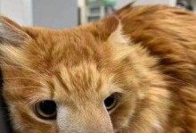 猫咪的好奇心（一只猫咪发现桌上的奇怪东西）