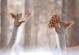 如何饲养雪地松鼠——小萌宠的完美伙伴（掌握雪地松鼠饲养技巧，陪伴你的愉快时光）