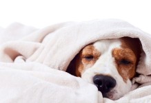 如何判断幼犬体温是否正常？（了解幼犬体温范围，保障宠物健康）