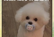 比熊犬的饲养方法与合理饮食（了解比熊犬的饮食需求，让它健康快乐成长）