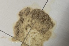 猫咪老呕吐，如何应对？（宠物健康问题需引起重视，注意饮食及常规检查）