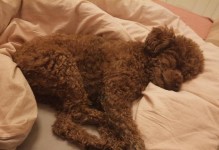 小狗的睡眠习惯与健康（揭秘小狗的理想睡眠时长及影响因素）