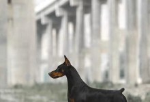 探寻杜宾犬纯种的特点与魅力（杜宾犬的优秀品质及其独特魅力）