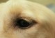 狗狗眼睛常见疾病与护理方法（保护狗狗眼睛，让TA更健康）