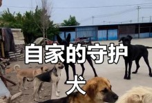 我的狗狗是看家好帮手（如何让宠物狗成为家庭的“警卫员”）