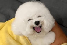 以比熊犬吃什么为主题的营养饮食指南（为你的比熊犬提供健康的饮食选择）