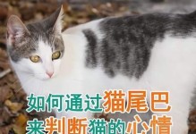 猫咪的情绪世界（以猫咪心情表达，如何看懂猫咪的心情）